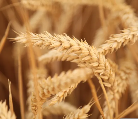t-t-wheat-867607 (Foto: pixabay) t-t-wheat-867607 (Foto: pixabay)