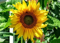 Sonnenblume (Foto: Elke Wirthwein)