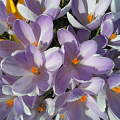 Krokus