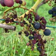 1 Beispiel von Trauben vor Ernte (Beatrix Gemperle)