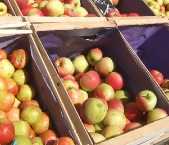 Marktrast (Foto: Renate Schlachter) Marktrast (Foto: Renate Schlachter)