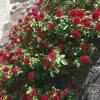 Roses climbing Roses climbing