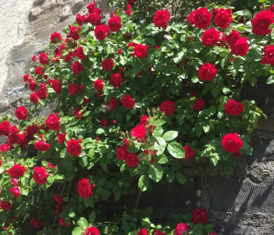 Roses climbing Roses climbing