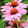 Echinaceae Echinaceae