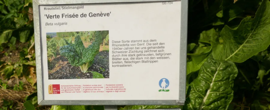 Krautstiel aus Genf (Foto: Doris Brodbeck) Krautstiel aus Genf: Vernissage 3.9.2023 in Bern (Foto: Doris Brodbeck)