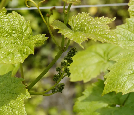efraimstochter-wine-785342_1920 (Foto: https://pixabay.com) efraimstochter-wine-785342_1920 (Foto: https://pixabay.com)