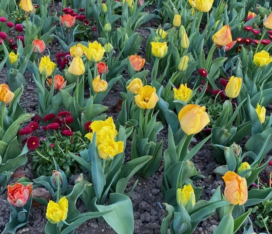 Intermezzo April 26 (1) (Foto: Adriana Di Cesare) Intermezzo April 26 (1) (Foto: Adriana Di Cesare)